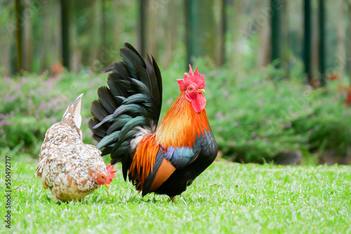 Billede på lærred A small bantam rooster looking for food on the grass