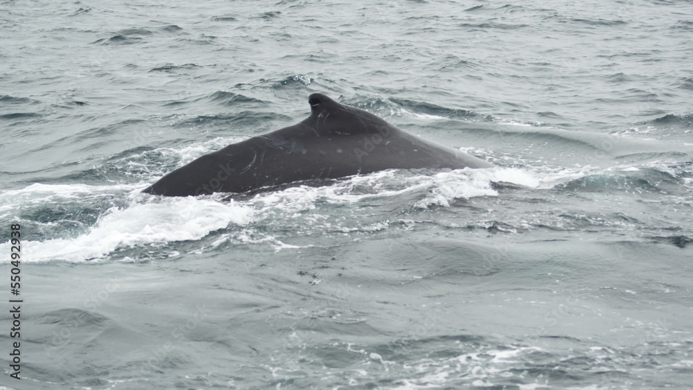 Fototapeta premium Dorsal fin of a humpback whale in Machalilla National Park, off the coast of Puerto Lopez, Ecuador