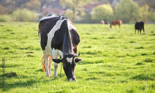 Fotografie Milk cow grazing on green farm pasture on summer day