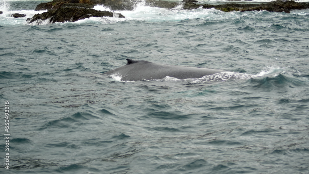 Obraz premium Dorsal fin of a humpback whale in Machalilla National Park, off the coast of Puerto Lopez, Ecuador