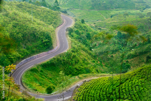 Empty road between tea plantation hill at morning