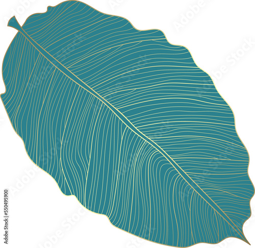Calathea leaf