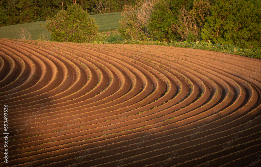 The ridges of the field drawing beautiful curves