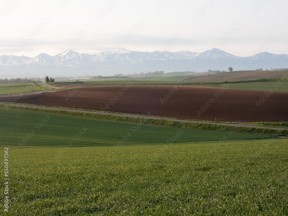 Obraz premium Dawn in the spring meadow