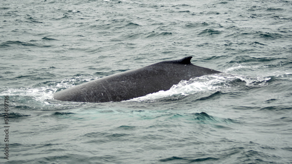 Obraz premium Dorsal fin of a humpback whale in Machalilla National Park, off the coast of Puerto Lopez, Ecuador