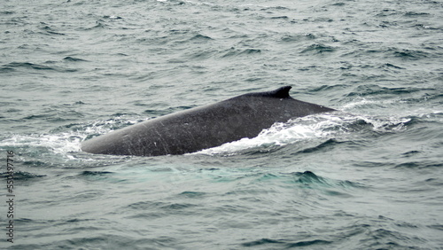 Dorsal fin of a humpback whale in Machalilla National Park  off the coast of Puerto Lopez  Ecuador