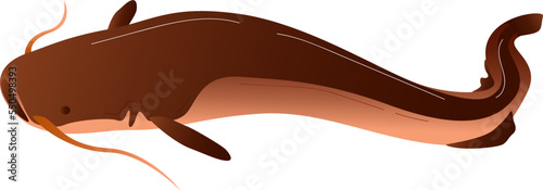 Catfish isolated on white, wildlife fish vector illustration. Cartoon aquatic animal with long tail from sea, fishing flat design.