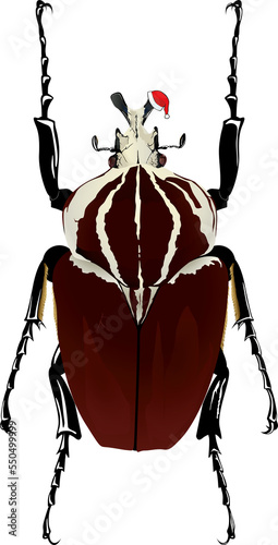 xmas Insect Goliathus goliathus ゴライアスオオツノハナムグリ