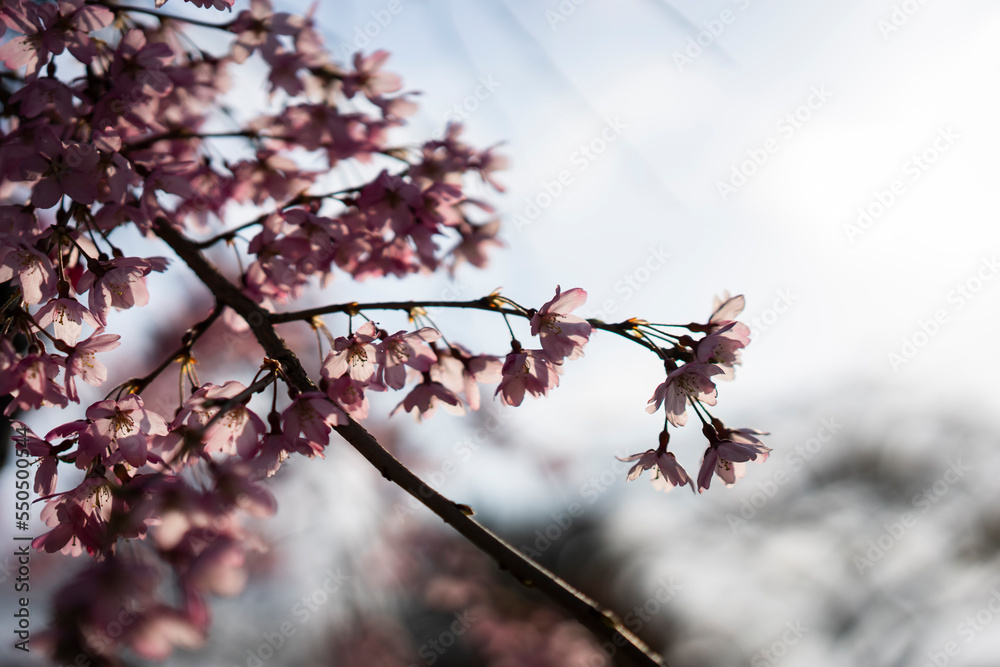 桜