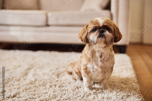 Shih Tzu dog sitting on carpet at home and looking at camera. photo