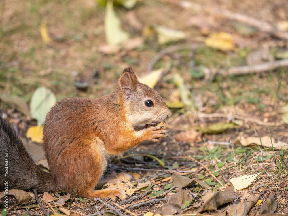 Autumn squirrel with nut sits on green grass with fallen yellow leaves Autumn squirrel with nut sits on green grass with fallen yellow leaves