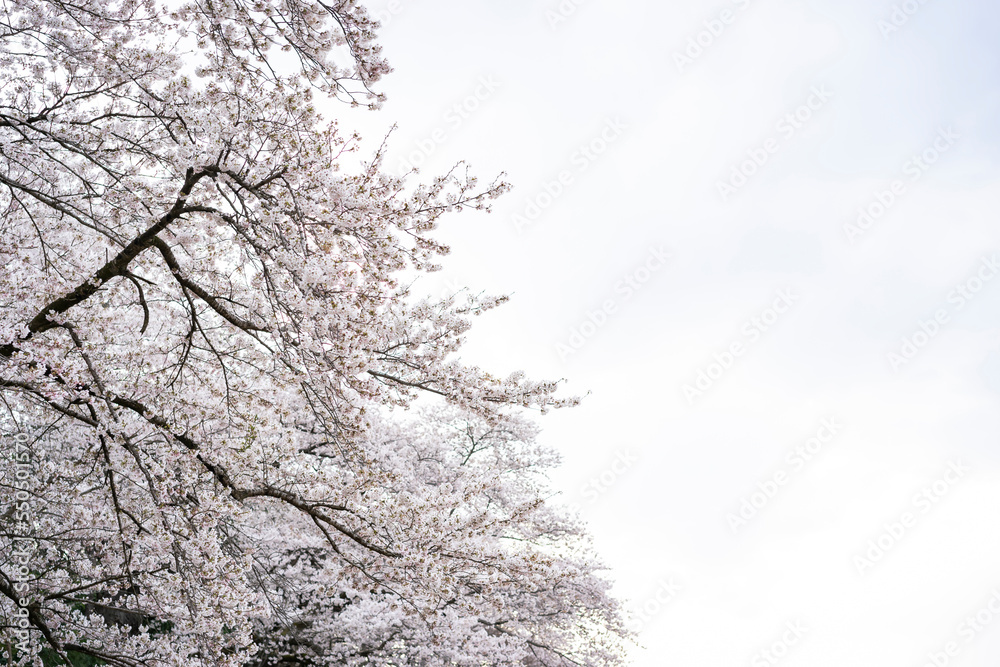 桜 桜