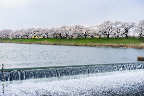 白石川堤一目千本桜 photo