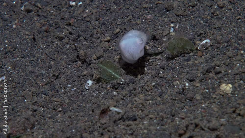 A small white cuttlefish (5 cm) hid at the bottom near the plants at night.
Needle cuttlefish - Sepia aculeata (Lat) grows up to 30 cm. It feeds on arthropods. A small white cuttlefish (5 cm) hid at the bottom near the plants at night.
Needle cuttlefish - Sepia aculeata (Lat) grows up to 30 cm. It feeds on arthropods.
