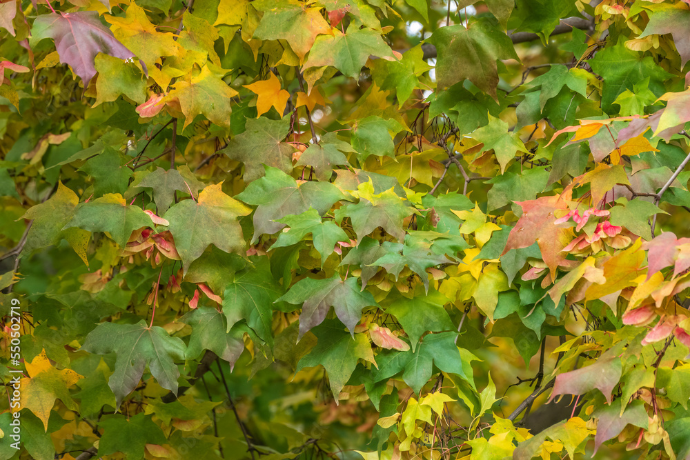 Maple branches with yellow leaves in autumn, in the light of sunset. Maple branches with yellow leaves in autumn, in the light of sunset.