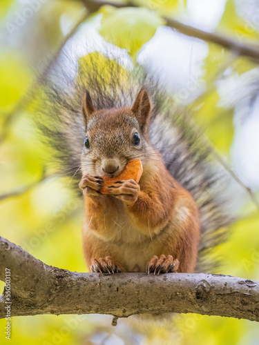 The squirrel sits on tree with carrot in the autumn. Eurasian red squirrel  Sciurus vulgaris.