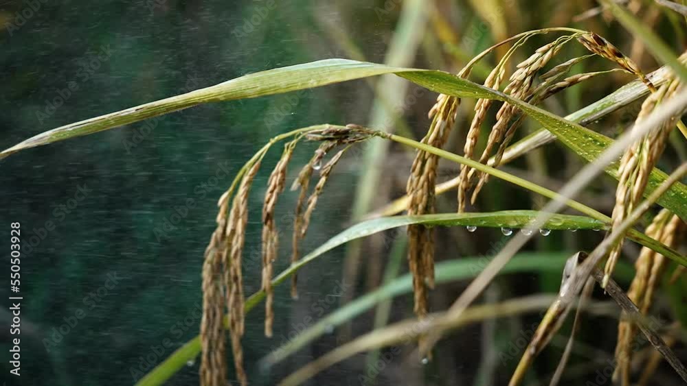 Field rice video,Rice close-up video Field rice video,Rice close-up video
