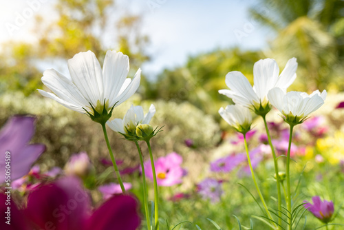 Cosmos flower, Cosmos flower, Cosmos flower on blue sky background, Cosmos flowers in the flower garden, natural flowers background, flower blooming on blue sky background.