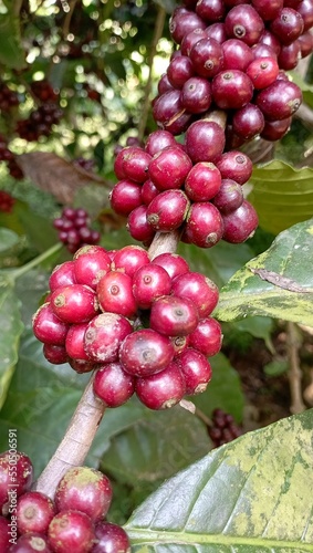 Coffee fruits 