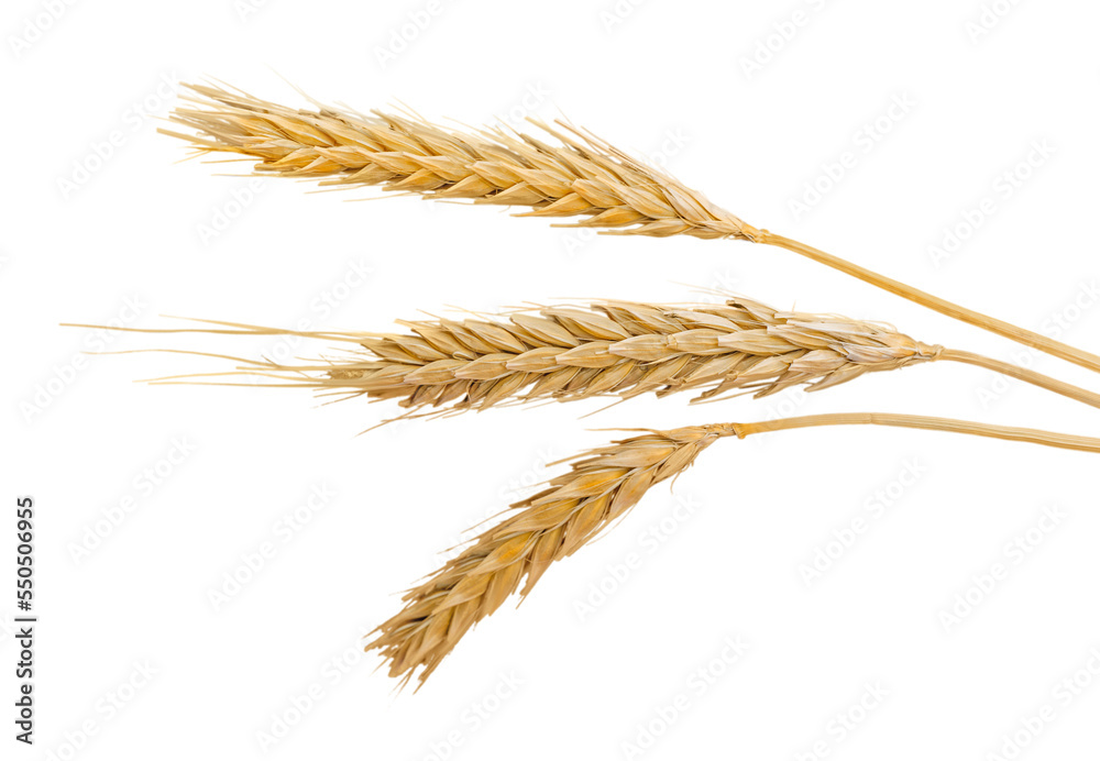 Closeup of Golden Barley , Wheat Plants Closeup of Golden Barley , Wheat Plants