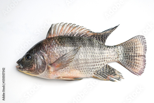 Tilapia isolated on white background, Fresh raw tilapia fish from the tilapia farm - top view
