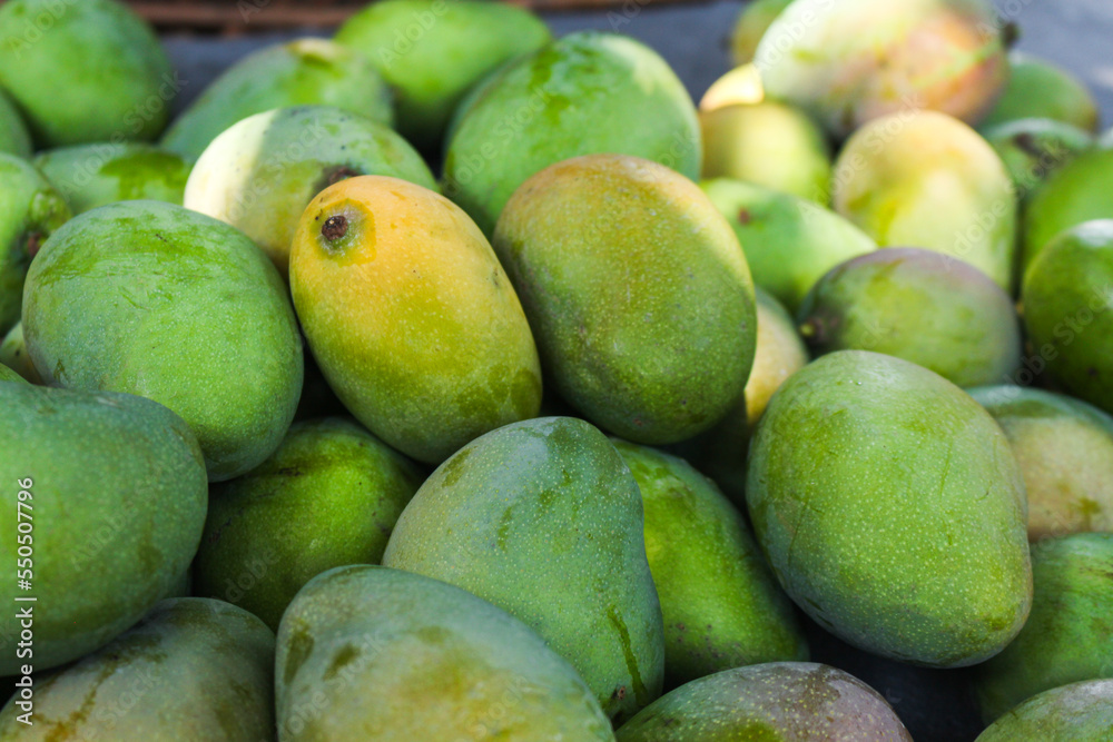 Bunch of green mangoes harvested from the mango tree. Bunch of green mangoes harvested from the mango tree.