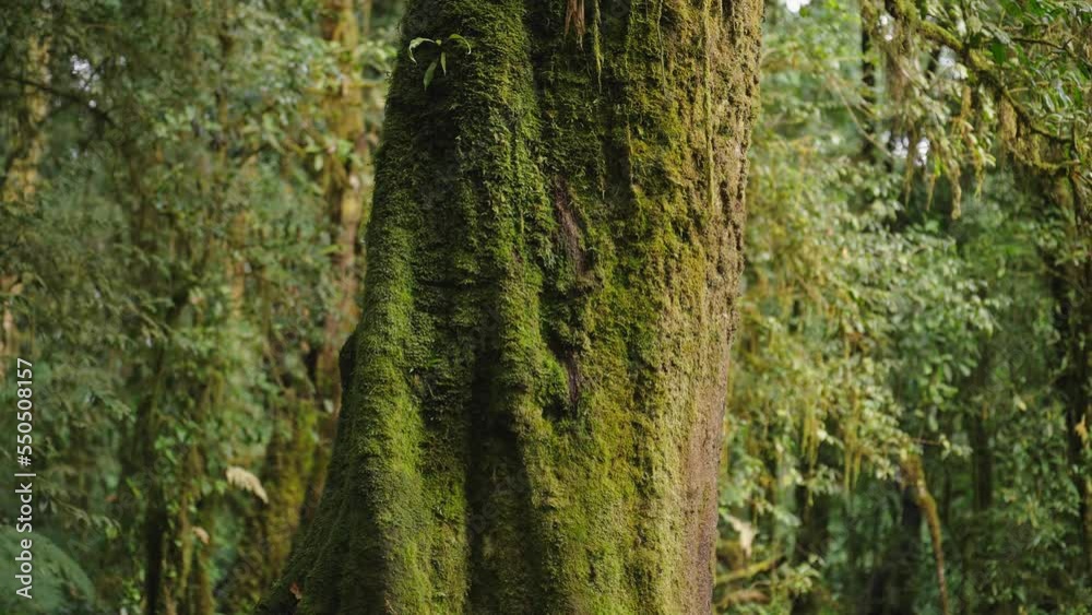 Lush green ancient rainforest overgrown with moss and bushes close up giant trees ferns, moss Lush green ancient rainforest overgrown with moss and bushes close up giant trees ferns, moss