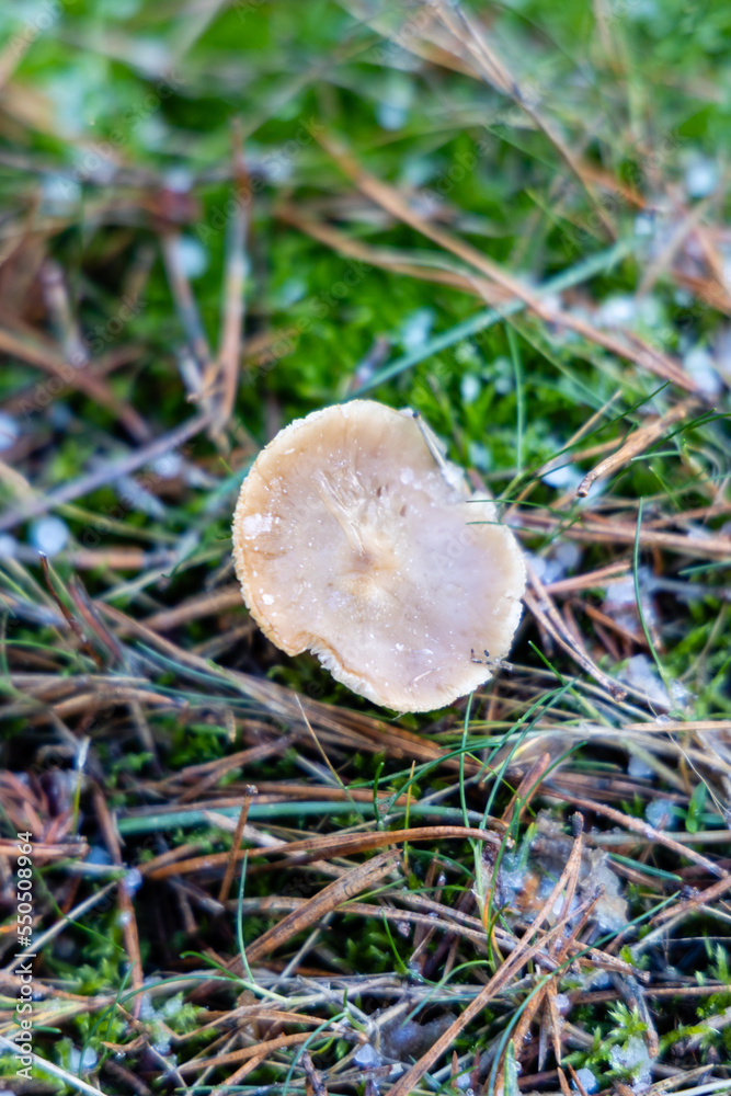 mushrooms frozen by snowfall in the Sierra de Guadarrama, Madrid mushrooms frozen by snowfall in the Sierra de Guadarrama, Madrid