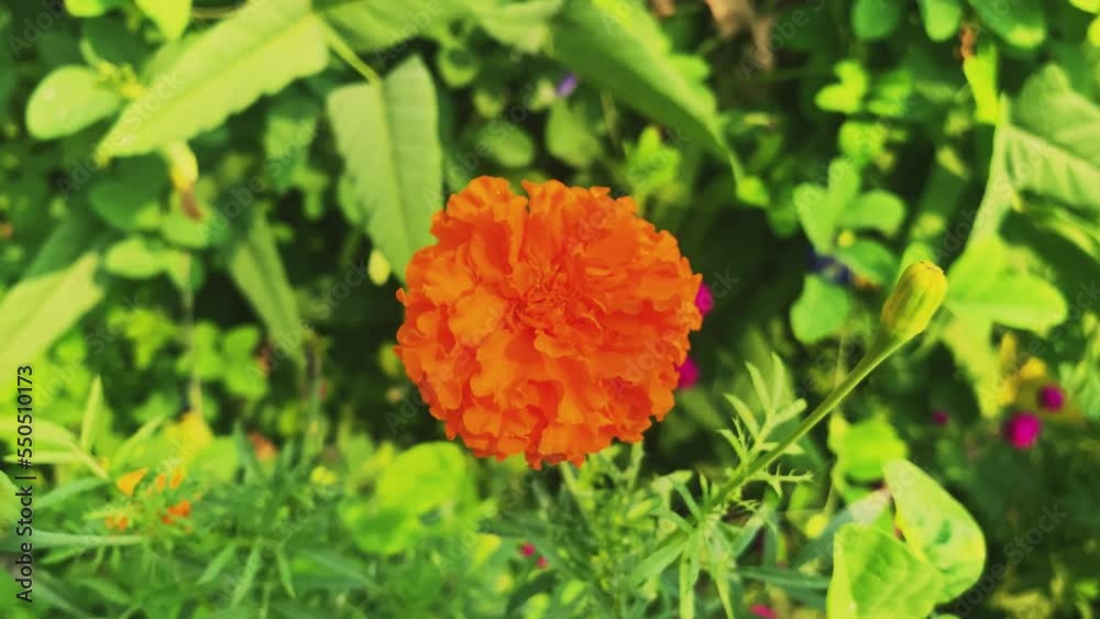 Orange flowers in the garden and green leaf background
