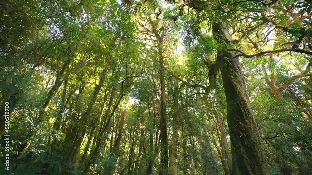 Wild pine forest with green moss under trees beautiful sunny and sunrise in the forest Wild pine forest with green moss under trees beautiful sunny and sunrise in the forest