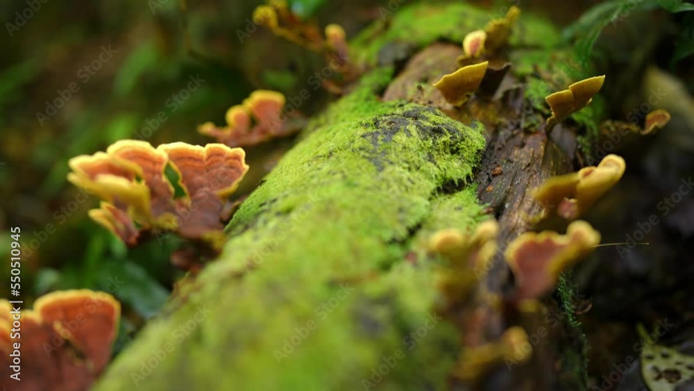 Forest fallen tree covered with moss and mushrooms in the forest