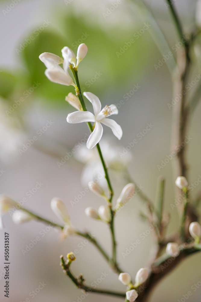 blooming orange tree. home decorative plant with white flowers, tangerine tree, citrus flower in a pot. take care of home flowers and plants. harvest oranges at home. blooming orange tree. home decorative plant with white flowers, tangerine tree, citrus flower in a pot. take care of home flowers and plants. harvest oranges at home.