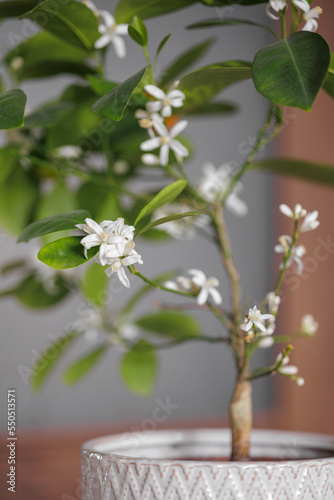 blooming orange tree. home decorative plant with white flowers  tangerine tree  citrus flower in a pot. take care of home flowers and plants. harvest oranges at home.