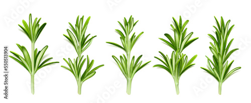 Rosemary herb, isolated garden plant stems with green leaves, seasoning on white background. Organic spice, cooking condiment, ingredient, fresh aromatic twigs, Realistic 3d vector illustration, set