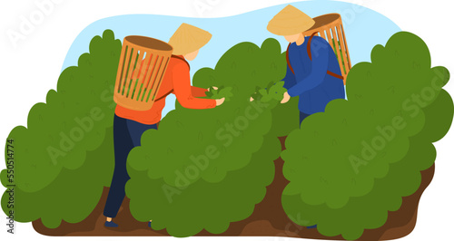 People work at tea plantation, agriculture worker at green nature field, vector illustration. Traditional garden with grow fresh leaf landscape.