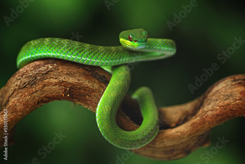 Trimeresurus insularis, Pit viper snake on the branch