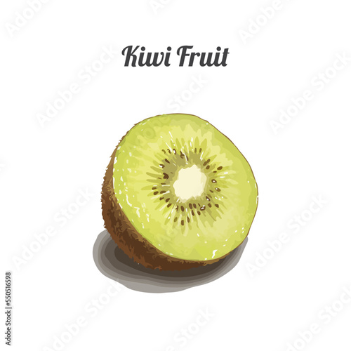 Slice of kiwi fruit. Hand drawn watercolor vector illustration