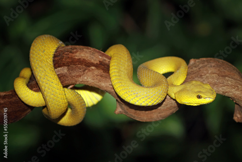 Trimeresurus insularis, Pit viper snake on the branch