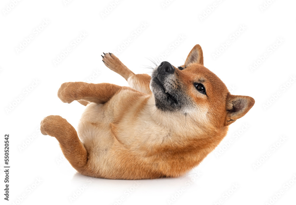 shiba inu in studio shiba inu in studio