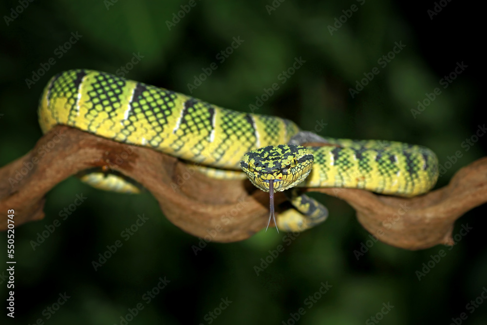 Naklejka premium Tropidolaemus wagleri on the branch