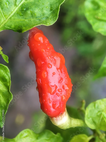 Chilli tree in the garden, Organic chillies vegetabal plantingin farm. photo