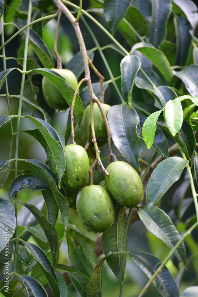 Spondias dulcis or Spondias cytherea, known commonly as ambarella in Sri Lanka or June plum or Kedondong in Indonesia, is a tropical tree, with edible fruit containing a fibrous pit. Spondias dulcis or Spondias cytherea, known commonly as ambarella in Sri Lanka or June plum or Kedondong in Indonesia, is a tropical tree, with edible fruit containing a fibrous pit.