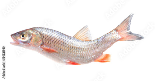 chub fish isolated on white