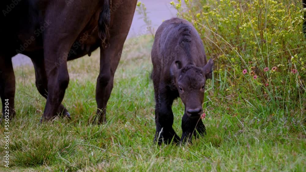 Small Cute Baby Buffalo Jumping Near His Mother On Green Grass Small Cute Baby Buffalo Jumping Near His Mother On Green Grass