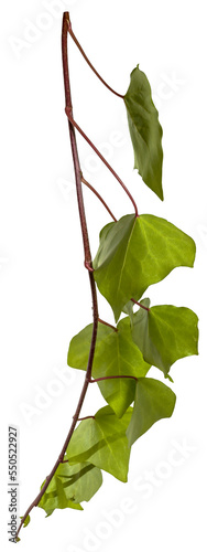 evy leaves on a branch isolated on transparent background photo
