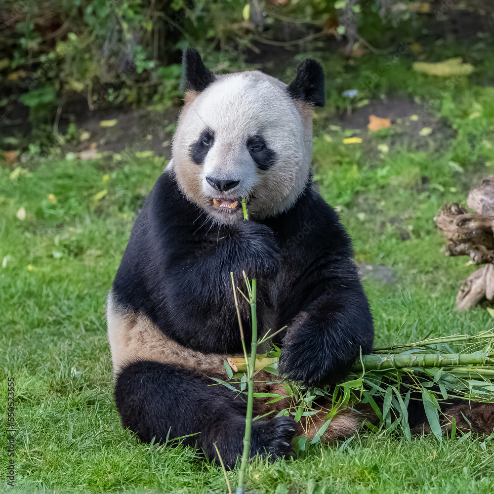 Obraz premium Young giant panda eating bamboo in the grass, portrait 