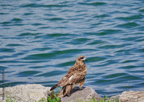 風景素材 琵琶湖岸で休む鋭い目をした鳶