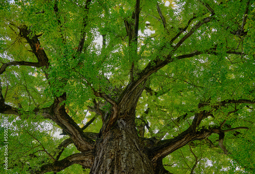 風景素材 鮮かな緑の葉っぱの銀杏の巨木