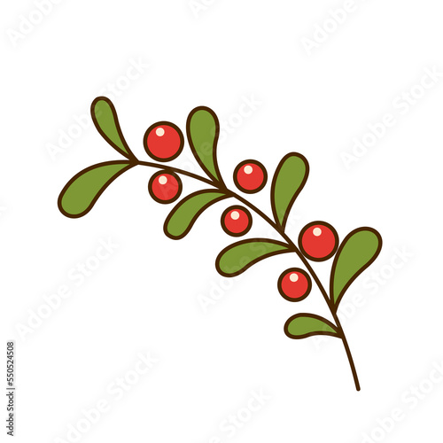 Branch of mistletoe with berries isolated on white background.
