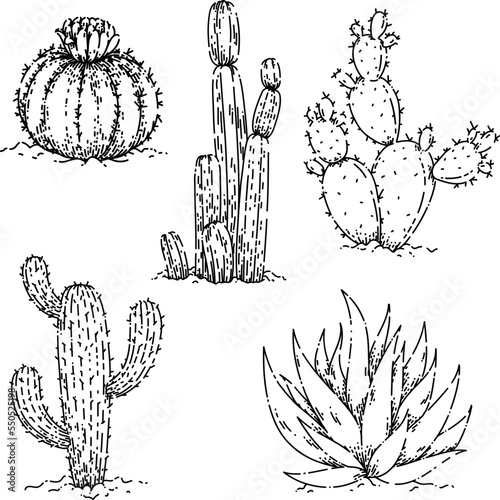 cactus dessert set sketch hand drawn vector desert flower, western plant, cacti succulent, organic vintage black line illustration